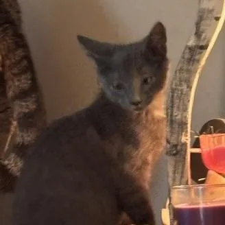 A baby small-sized male Gray / Blue / Silver Domestic Short Hair cat named Tj for adoption in Knoxville, TN