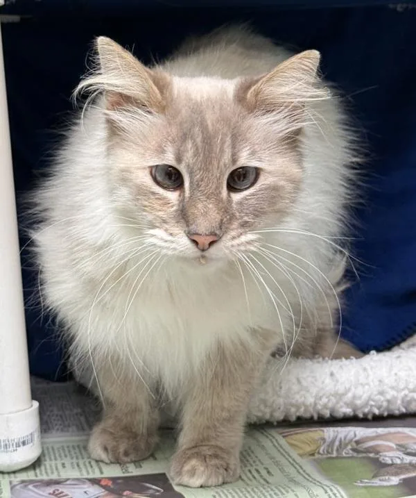 A senior small-sized female Domestic Medium Hair cat named Jasmine for adoption in Novato, CA