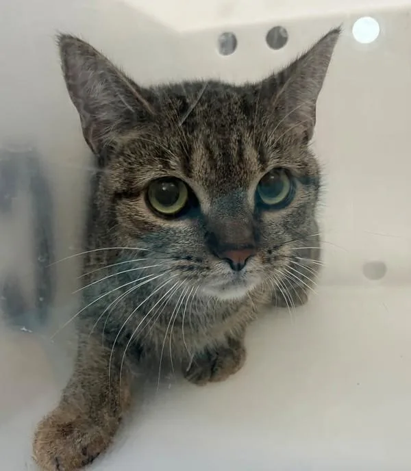 A young medium-sized female Domestic Short Hair cat named Brook for adoption in Staten Island, NY