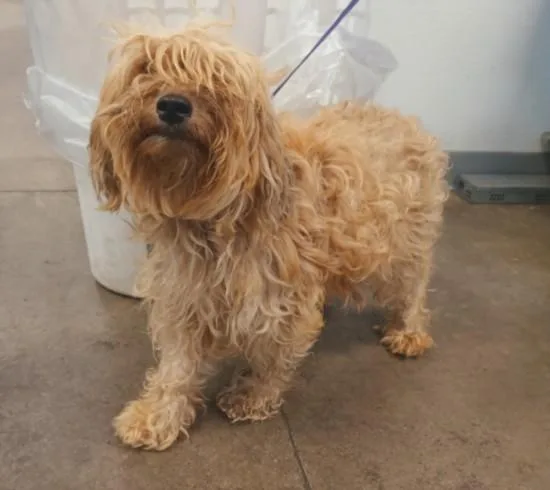An adult medium-sized female Maltese dog named Cuddles for adoption in Los Angeles, CA