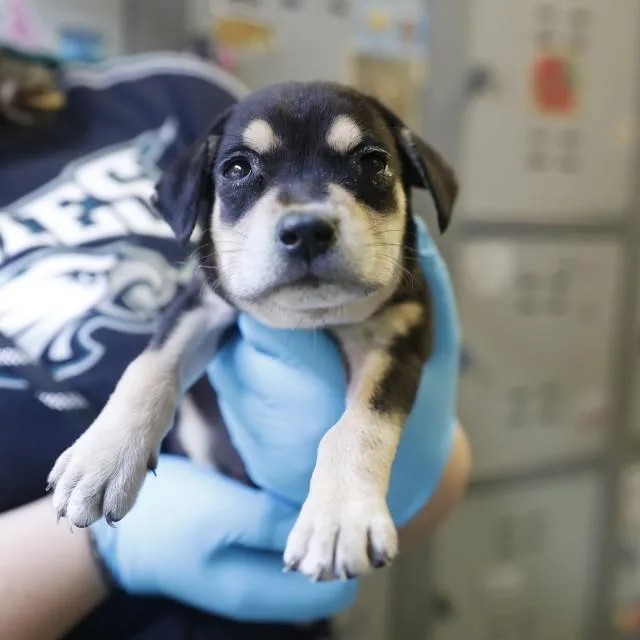 A baby small-sized female Shepherd dog named Tiny for adoption in San Antonio, TX