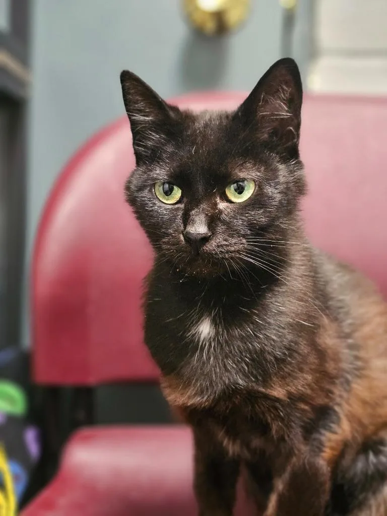 An adult medium-sized female Domestic Short Hair cat named Rosemary for adoption in Huntington, IN