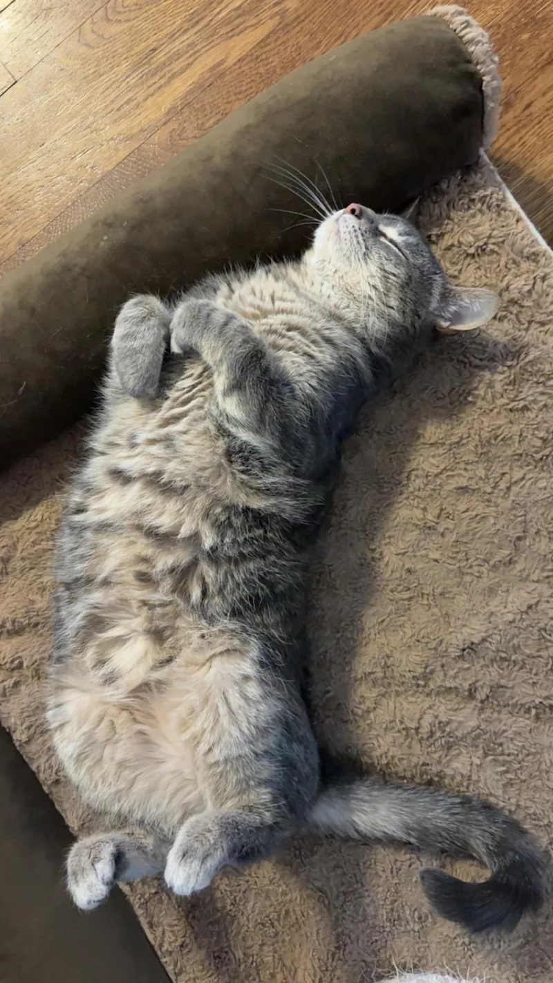 An adult medium-sized female Tabby (Gray / Blue / Silver) Domestic Short Hair cat named Cleo for adoption in Cincinnati, OH