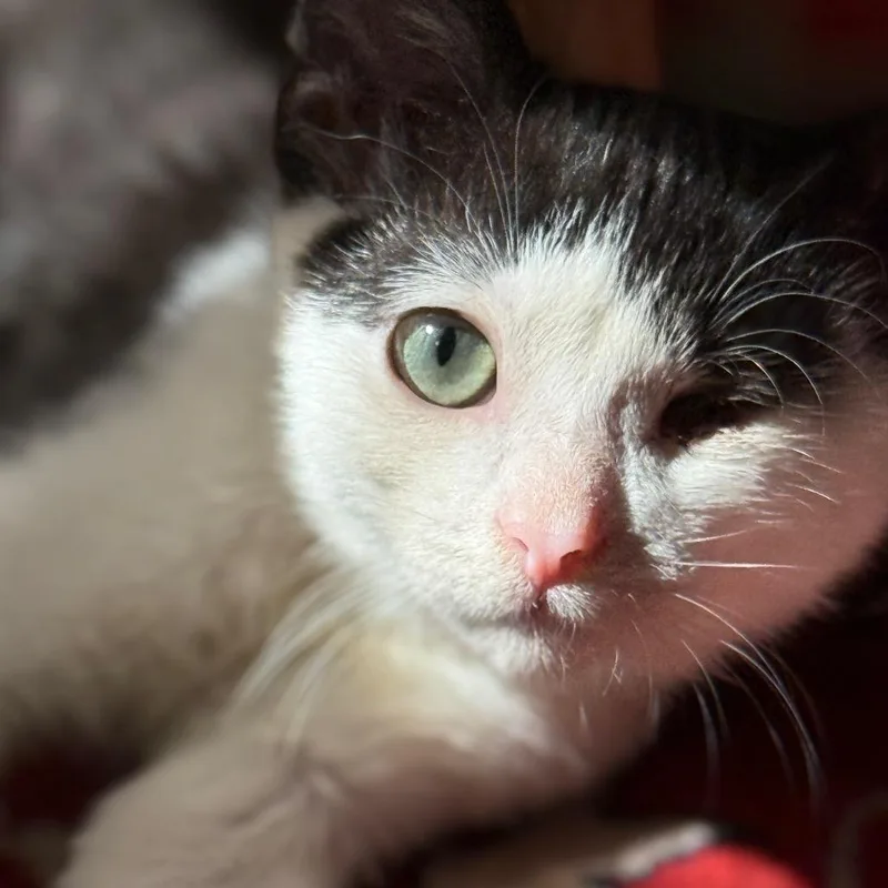 My Valentine thumbnail 2