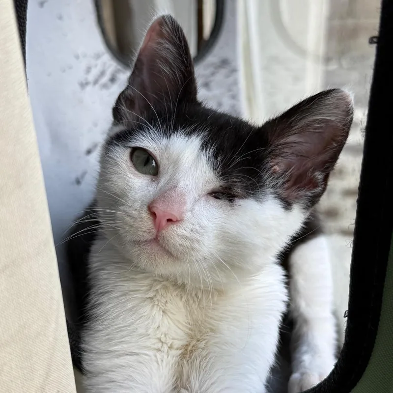 My Valentine thumbnail 5