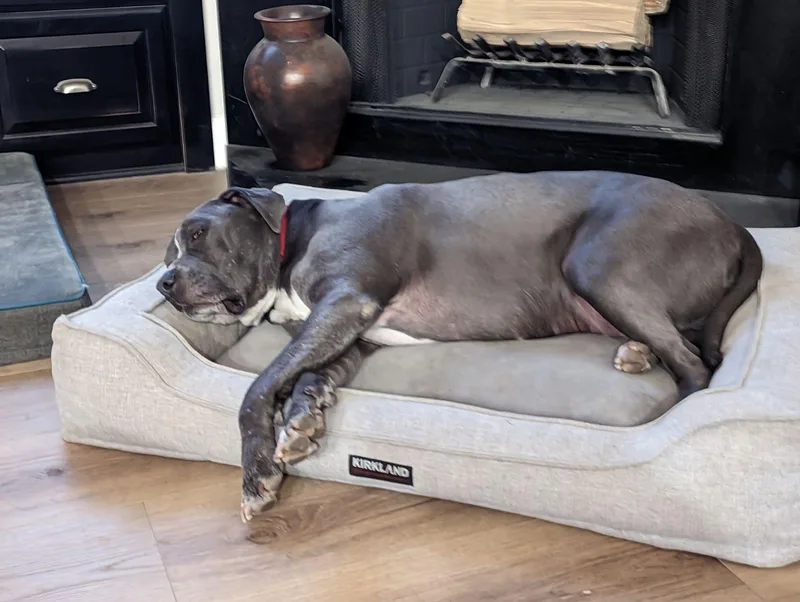 A senior extra large-sized male Black American Staffordshire Terrier dog named Baku for adoption in Temecula, CA