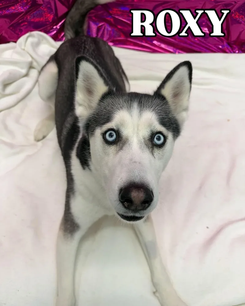 An adult medium-sized female Black Husky dog named Roxy Tag for adoption in Central Islip, NY