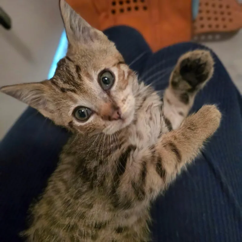 A baby small-sized female Brown / Chocolate Domestic Short Hair cat named Ember for adoption in Pacific Palisades, CA