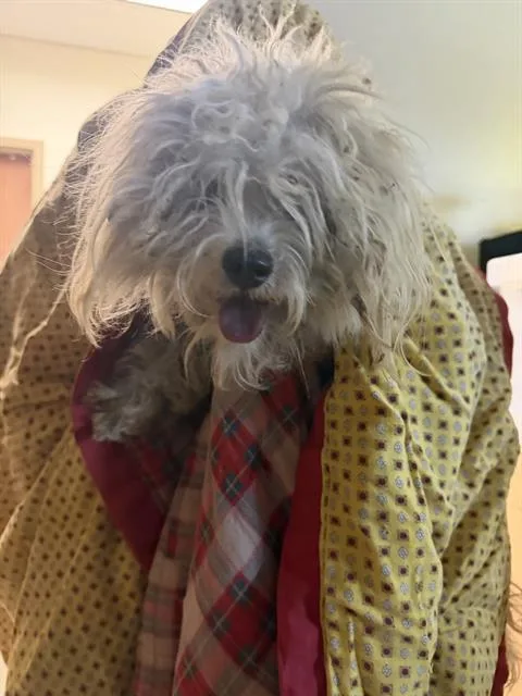 An adult medium-sized female Terrier dog named Lulu for adoption in San Antonio, TX