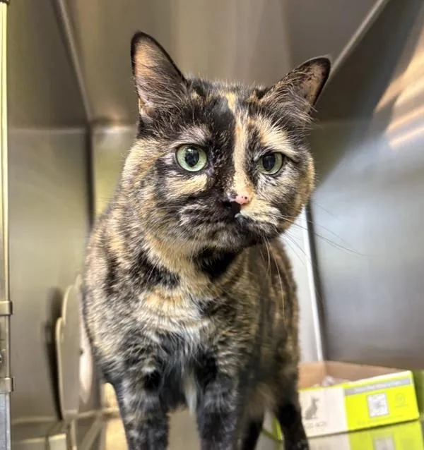 An adult medium-sized female Domestic Medium Hair cat named Bindi for adoption in Sioux City, IA