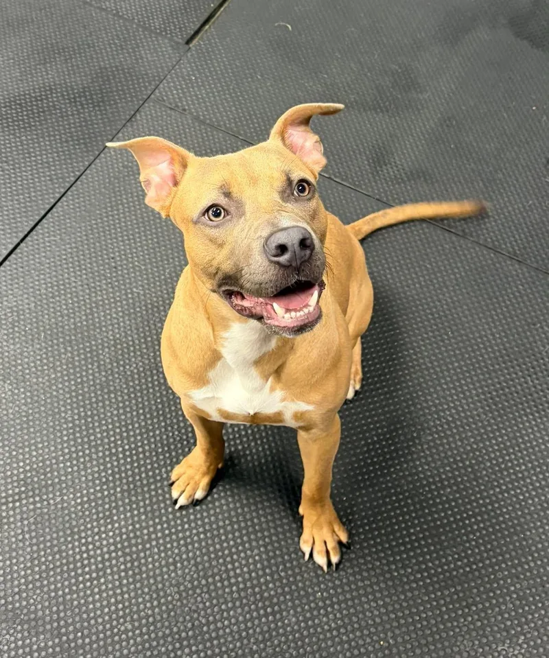 A baby medium-sized male Brown / Chocolate Pit Bull Terrier dog named Max for adoption in Vernon Hills, IL