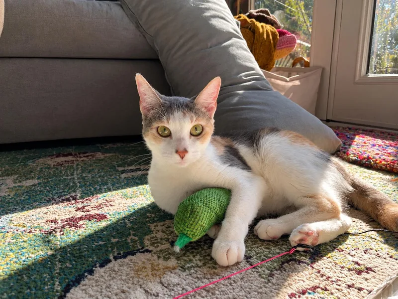 A young medium-sized female Calico Domestic Short Hair cat named Minnie for adoption in Hawthorne, CA
