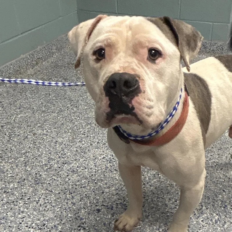 An adult medium-sized male White / Cream Mixed Breed dog named Brodie for adoption in Greenville, SC