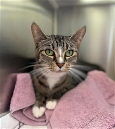 An adult medium-sized female Domestic Short Hair cat named Gigi for adoption in Brighton, CO
