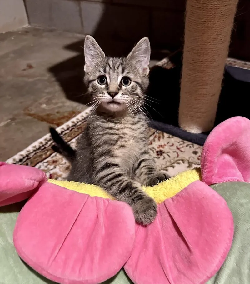 A baby small-sized male Domestic Short Hair cat named Owl for adoption in Greensboro, NC