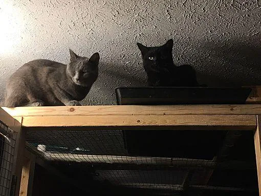 Max Bonded With Nicky thumbnail 2