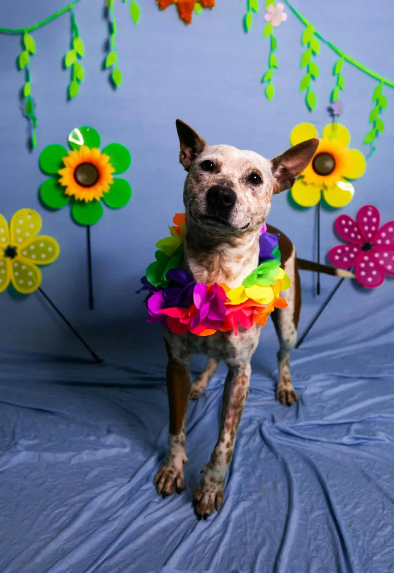 A young medium-sized female Yellow / Tan / Blond / Fawn Cattle Dog dog named Glenda for adoption in Manhasset, NY