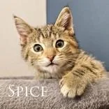 A baby medium-sized female Brown / Chocolate Domestic Short Hair cat named Spice for adoption in Dodgeville, WI