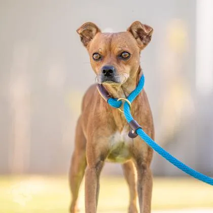 An adult small-sized male Mixed Breed dog named Grant for adoption in Honolulu, HI