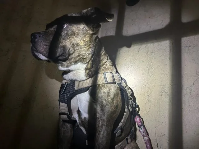 An adult medium-sized male Pit Bull Terrier dog named A for adoption in Oklahoma City, OK