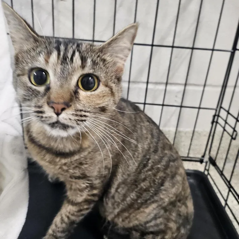 An adult large-sized female Domestic Short Hair cat named Patricia Cakes for adoption in Jacksonville, FL