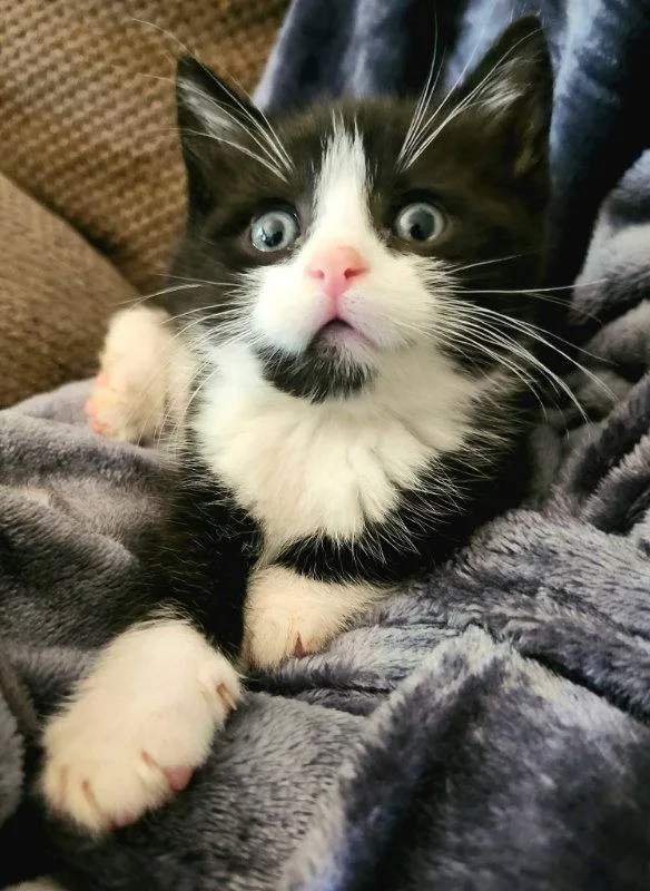 A young medium-sized female American Bobtail cat named Mochi for adoption in Knoxville, TN