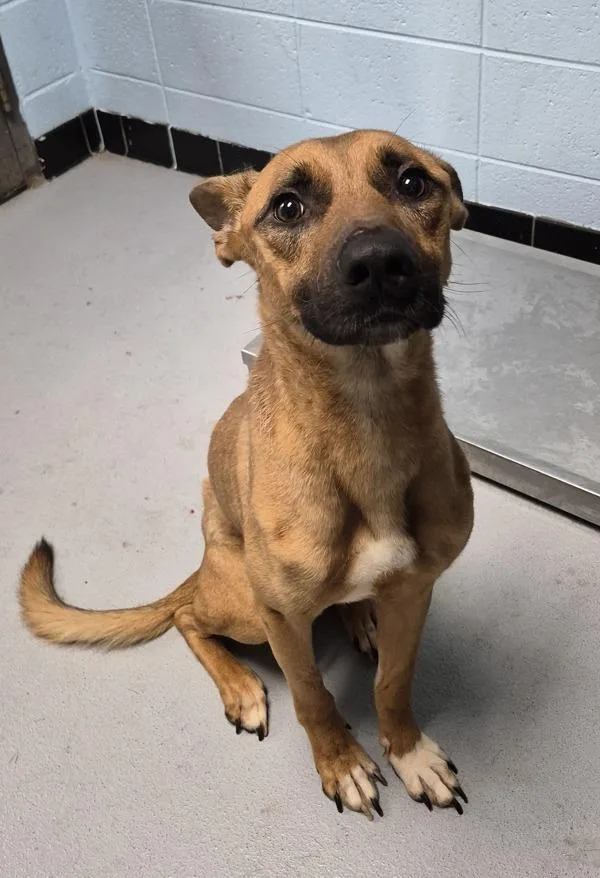 An adult medium-sized male Shepherd dog named Pen  Yukon Hw for adoption in Lawrenceville, GA