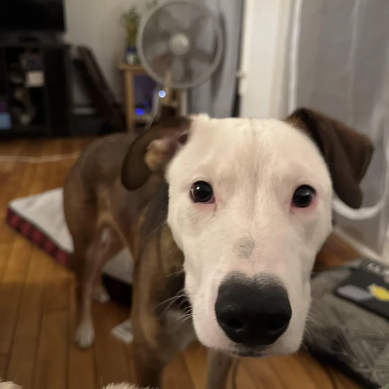 Dozer thumbnail 2