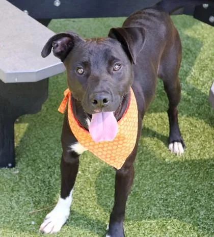 A young medium-sized male Mixed Breed dog named Sonic for adoption in Athens, GA