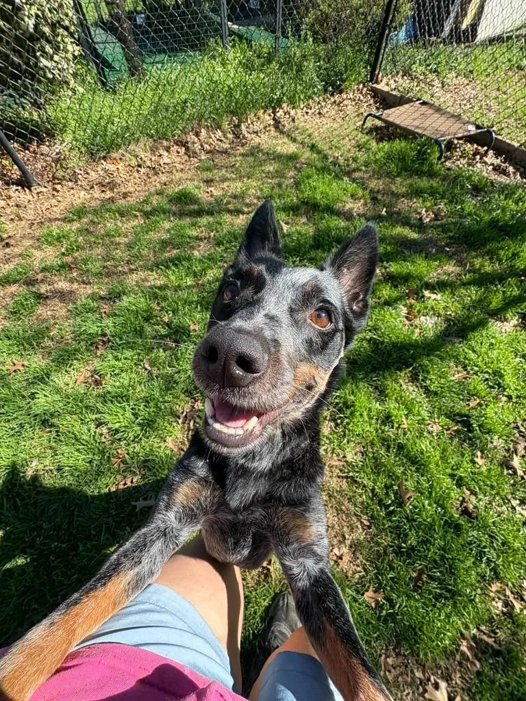 An adult medium-sized female Cattle Dog dog named Splat for adoption in Fort Mill, SC