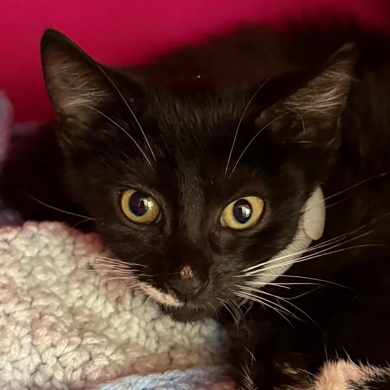 A baby small-sized female Black Domestic Short Hair cat named Ghost for adoption in Troy, VA