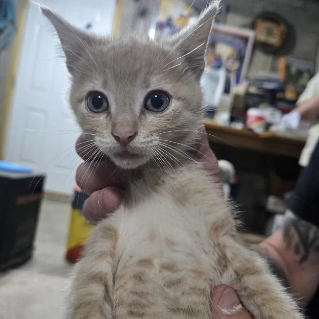A baby small-sized female Buff / Tan / Fawn Domestic Short Hair cat named Cinnamon for adoption in Sioux Falls, SD