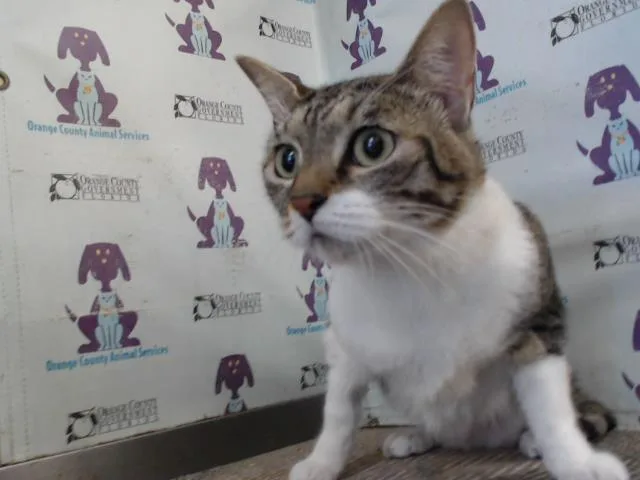 An adult small-sized female Domestic Short Hair cat named Nina for adoption in Orlando, FL