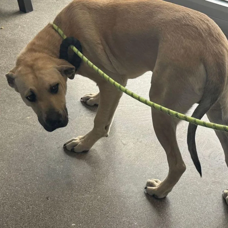 An adult medium-sized male Labrador Retriever dog named Goodman for adoption in Kingman, AZ