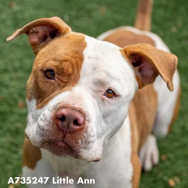 An adult medium-sized female Pit Bull Terrier dog named Little Ann for adoption in Sacramento, CA
