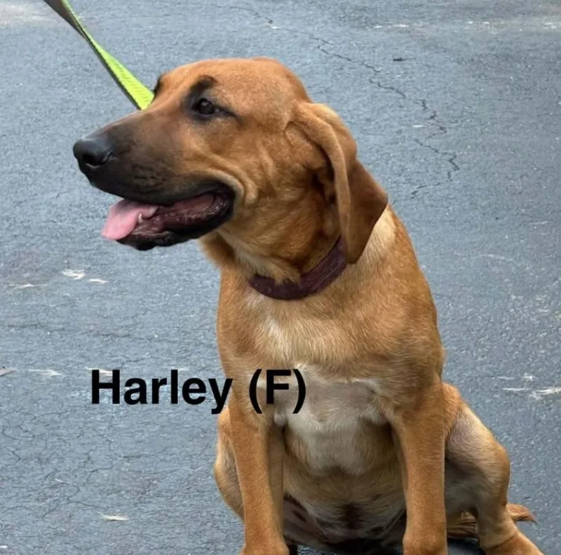 A baby medium-sized male Black Mixed Breed dog named Harley for adoption in Parma, OH