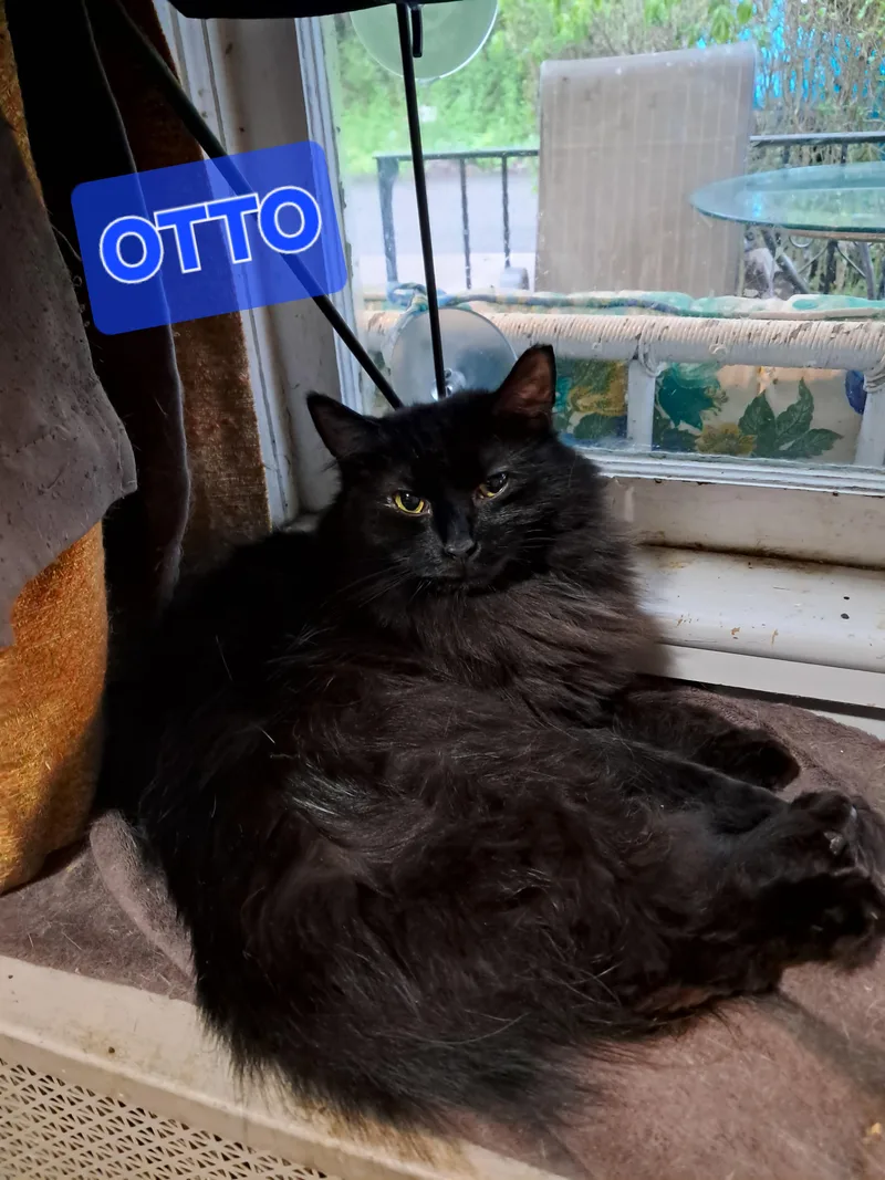 Otto