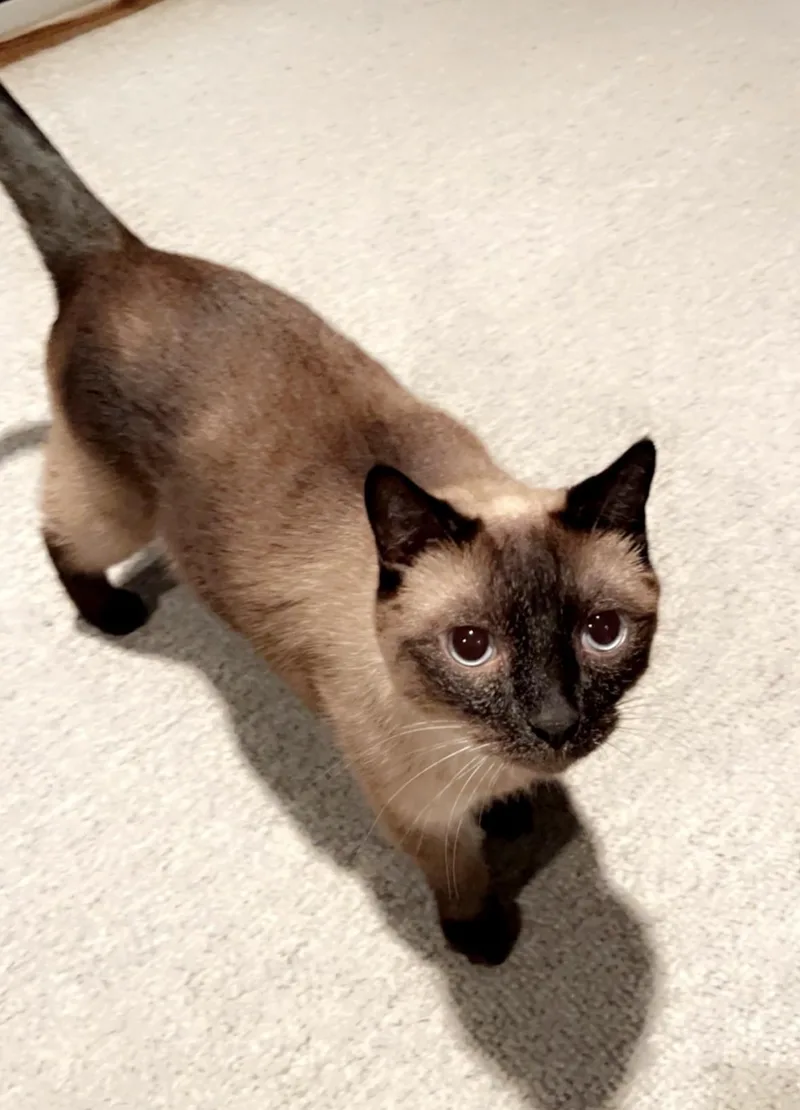 Antonio