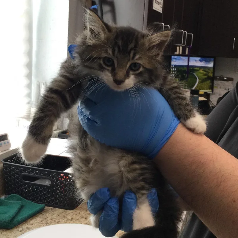 A baby small-sized female Gray / Blue / Silver Domestic Short Hair cat named Poe for adoption in Marshall, VA