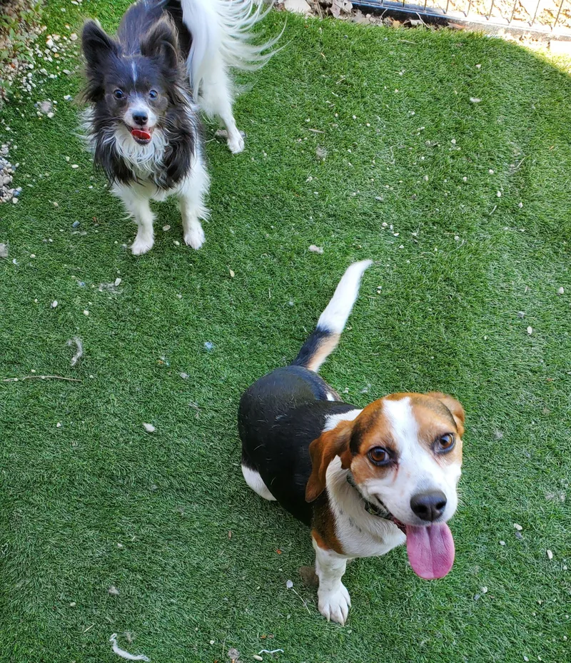 Beagle Buddy