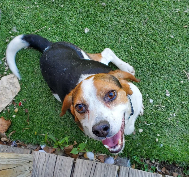 Beagle Buddy thumbnail 2