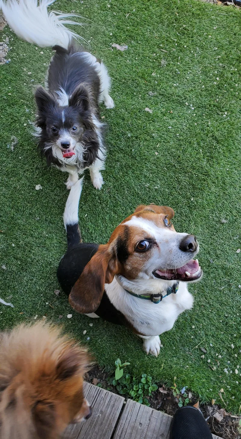 Beagle Buddy thumbnail 3