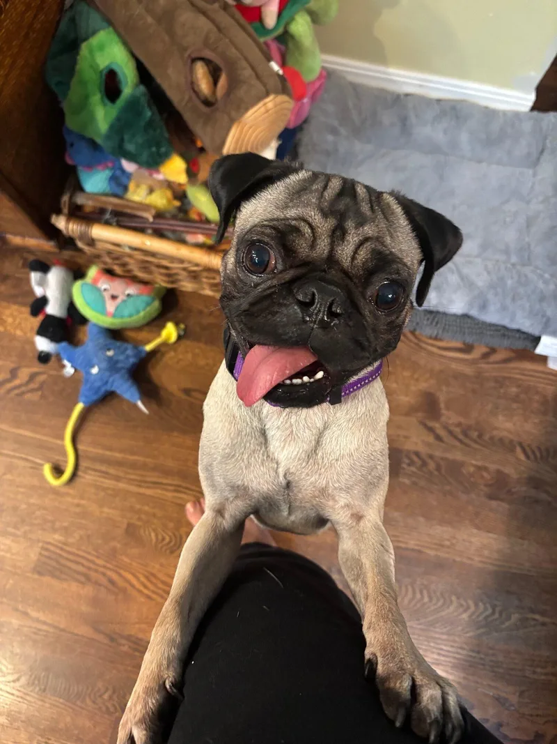 A young small-sized male Yellow / Tan / Blond / Fawn Pug dog named Astro for adoption in Seattle, WA