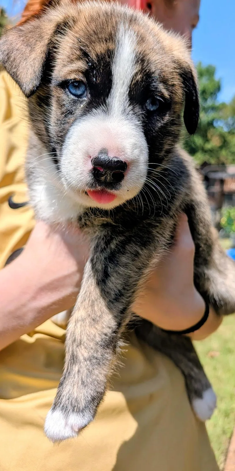 A baby medium-sized male Aussiedoodle dog named Azul for adoption in Cordova, TN