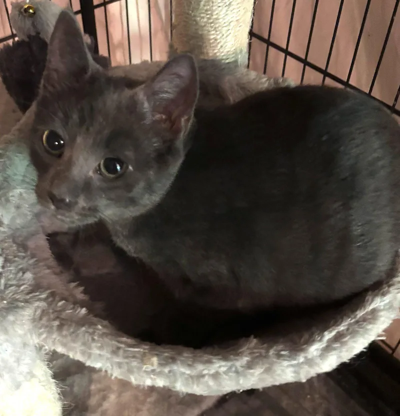 A young medium-sized female Gray / Blue / Silver Domestic Short Hair cat named Stella for adoption in Spring City, PA