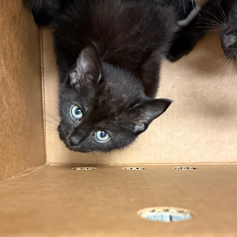 A baby small-sized female Gray / Blue / Silver Domestic Short Hair cat named FiFi McKiki for adoption in Jacksonville, FL