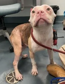 A young medium-sized female Mixed Breed dog named Cupcake for adoption in New York, NY