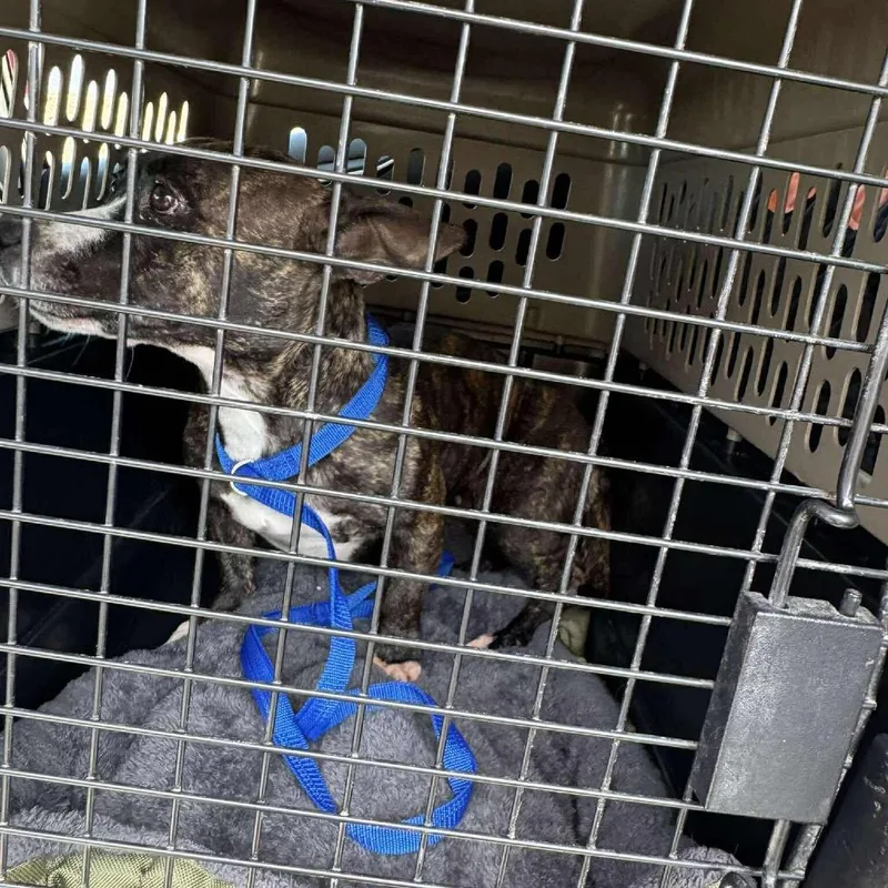 An adult medium-sized female Brindle Pit Bull Terrier dog named Violet for adoption in San Diego, CA