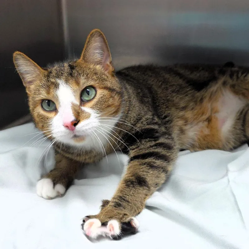 An adult large-sized male Domestic Short Hair cat named Bobo for adoption in Michigan City, IN