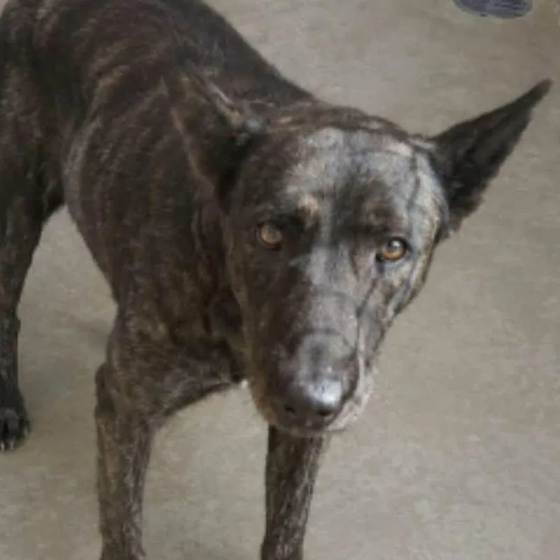 An adult medium-sized female Shepherd dog named Babygirl for adoption in Kingman, AZ